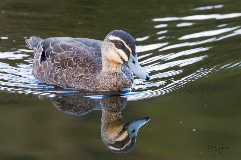 Pacific Black Duck 3. 0A3A5571 - Ducks