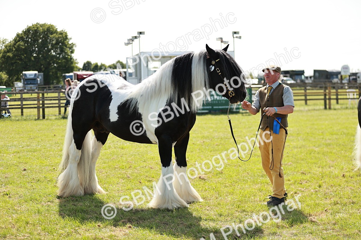 SBM_08896 - Class 63-65 - Traditional Gypsy Cobs In Hand & Ridden