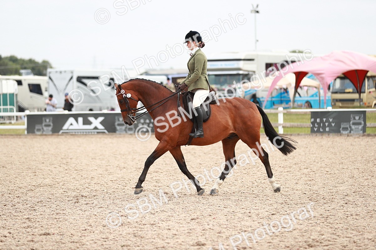SBM_17612 - Class 215 Ridden Hack/ Riding Horse