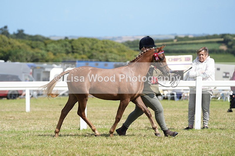 DSC07483 - Pony Breeding Championship