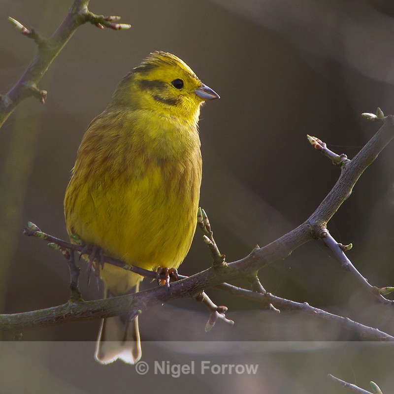 Yellowhammer - Yellowhammer