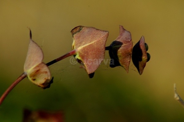 Chained - Flowers and Plants