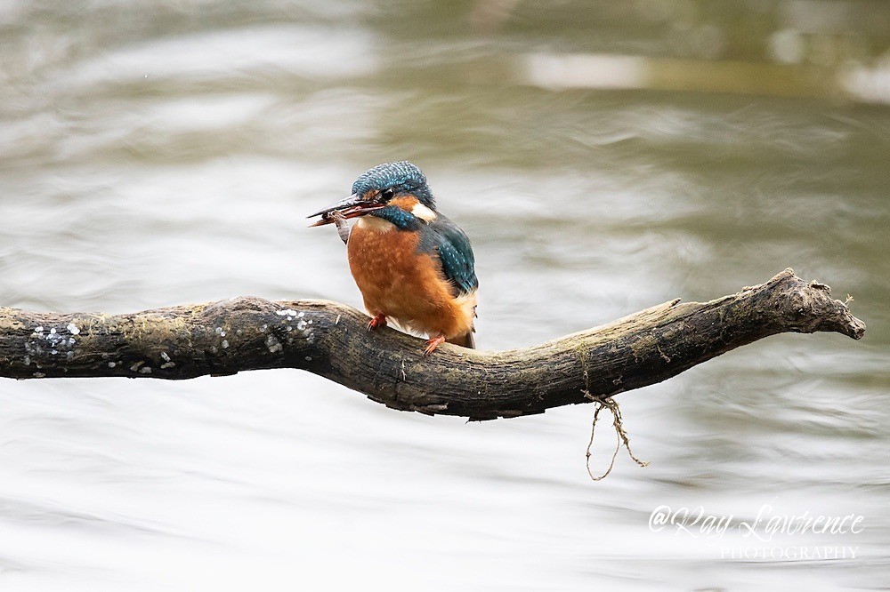 Kingfisher Alcedo Atthis033 - Kingfishers