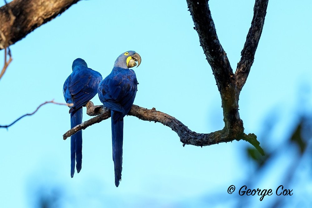 hyacinth macaws 2