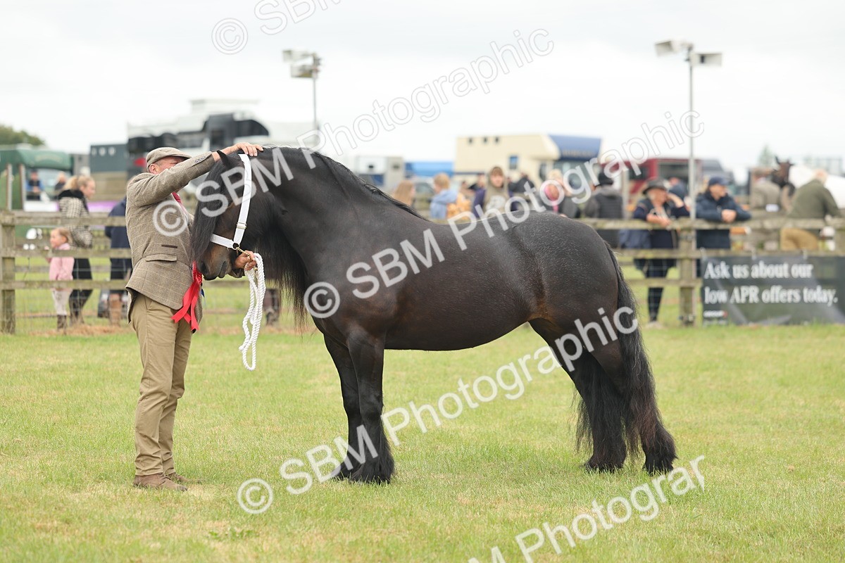 SBM_05082 - Class 50-57 - M&M Welsh Pony In Hand