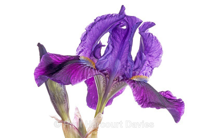 Twin-flowered Iris (Iris bicapitata) - Plants - WB