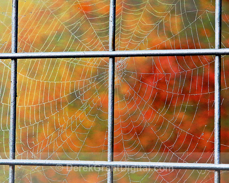 Autumn Web - Spiders of Atlantic Canada