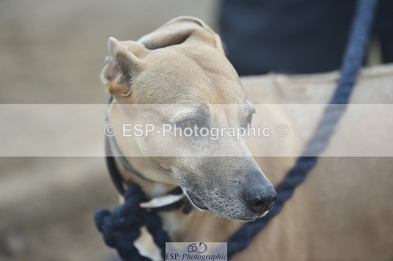 230902A-101538-00383 - Cls 2A Pony Small 70cm