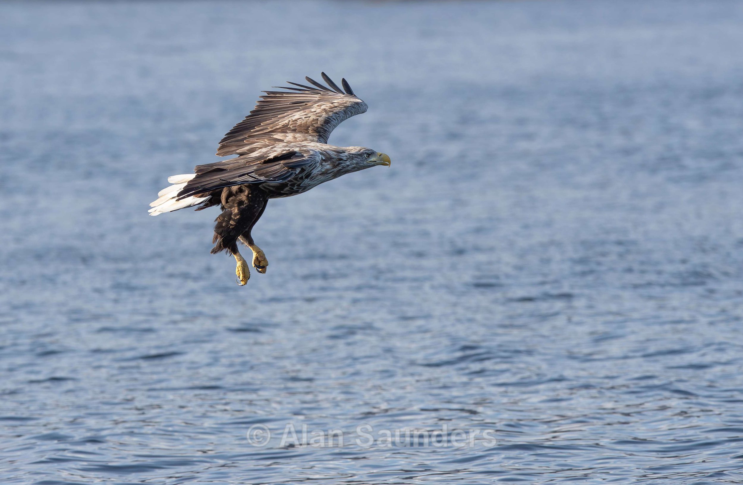 White Tailed Eagle 40
