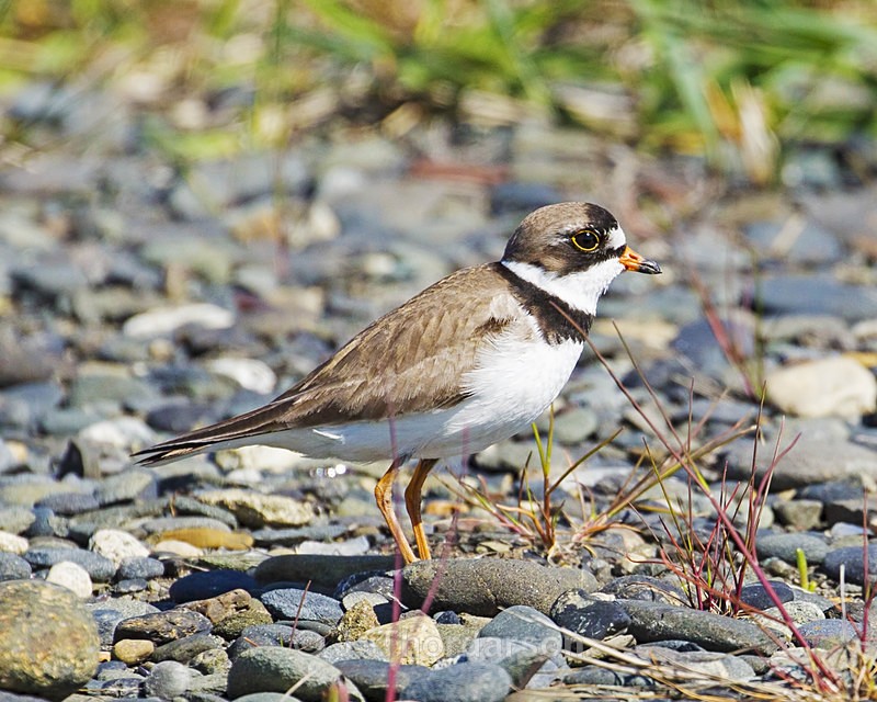  - Shorebirds