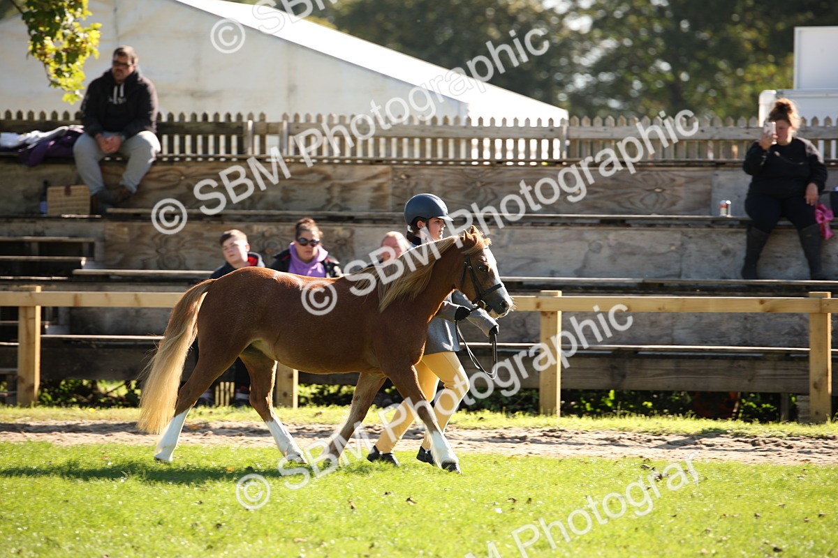 SBM_36612 - S10 - Best In Hand Horse & Pony