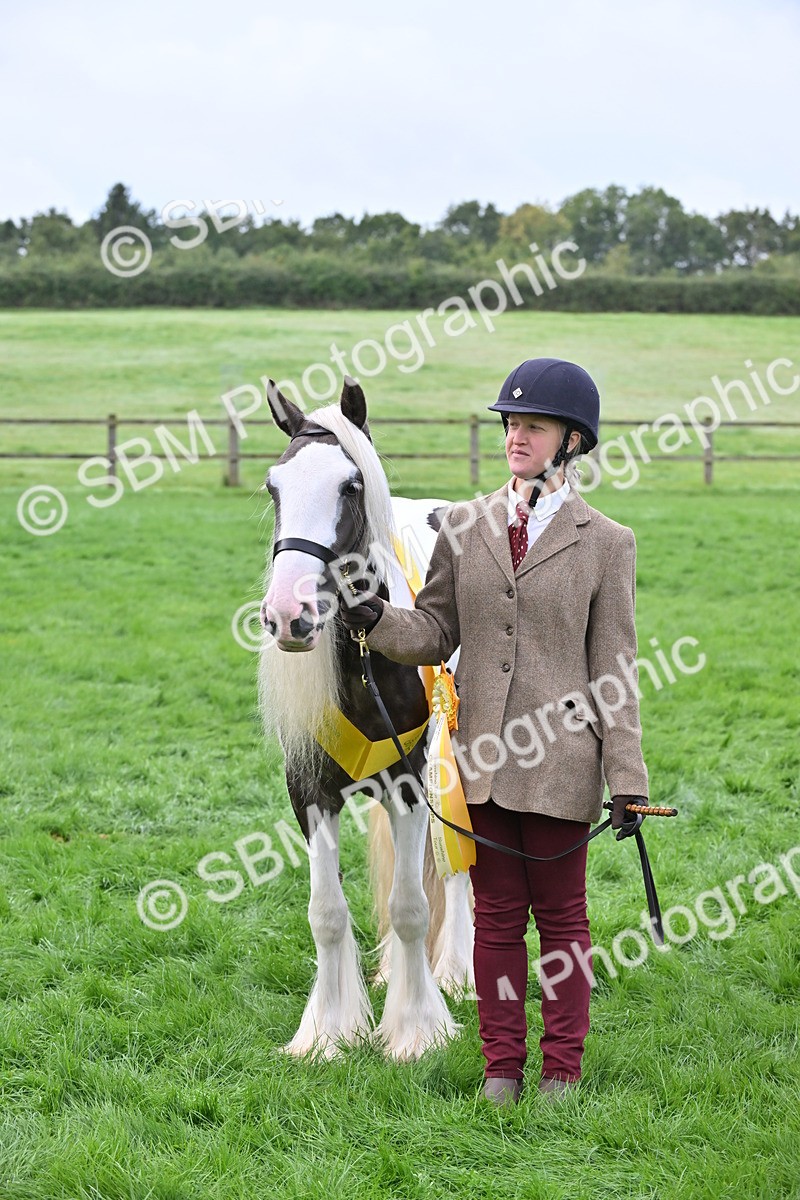 SBM_56974 - S45 - Coloured Pony In Hand