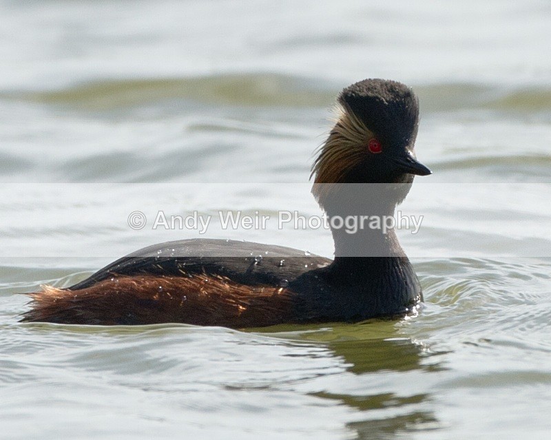 20110410-IMG_3299 - Black-necked Grebe