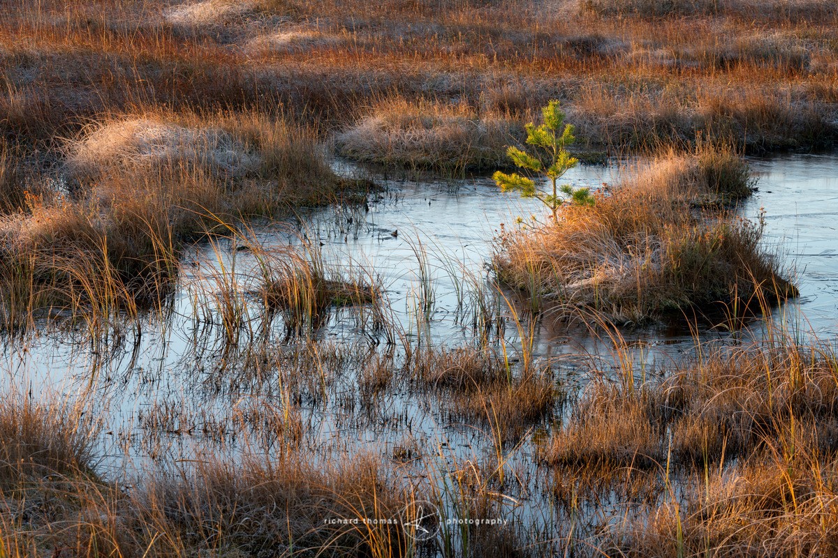 Radiant dawn - Freshwater