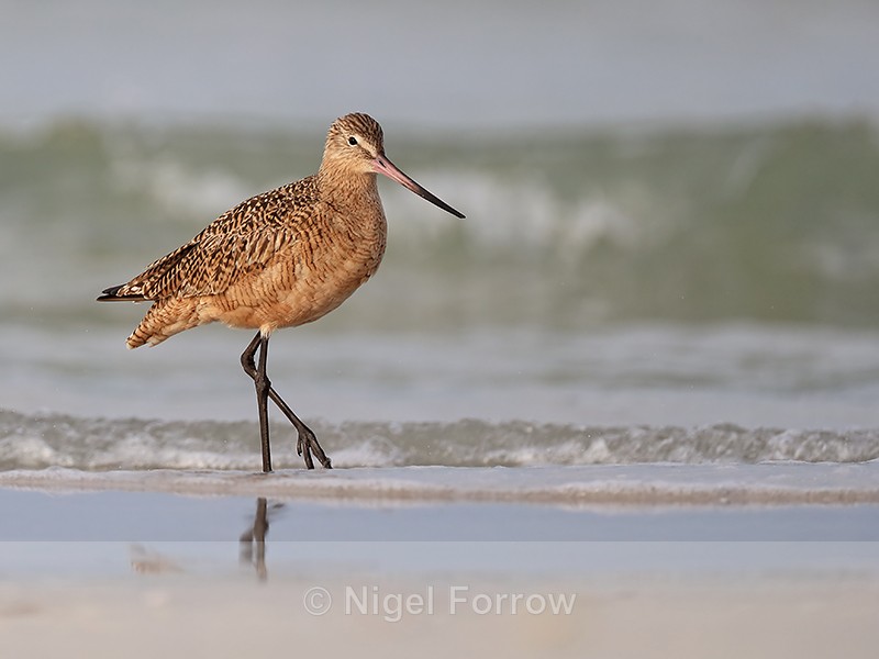 Marbled Godwit with wave behind, Fort De Soto Park, Florida - Marbled Godwit