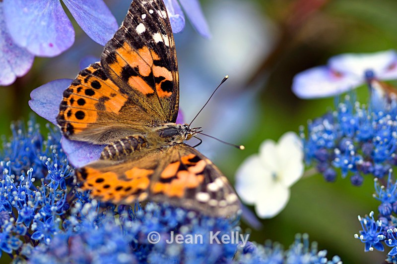 Painted Lady Butterfly - DSC_4614_00009 - Insects
