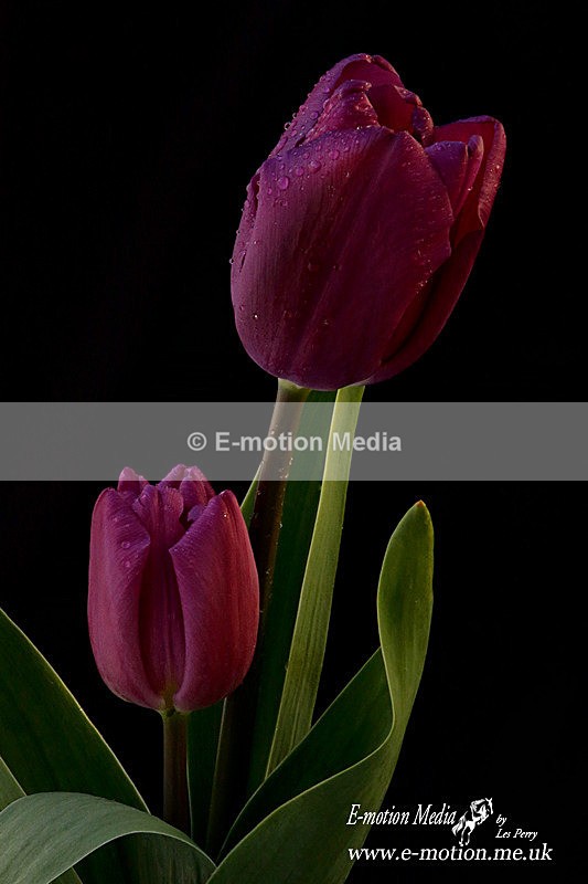 080420 -185978a - Nature