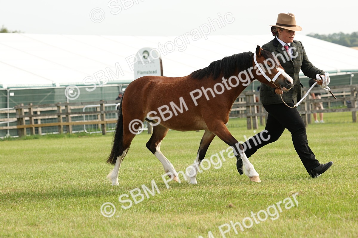 SBM_00443 - Class 6-13 - Mountatin and Moorland In Hand Welsh Breeds