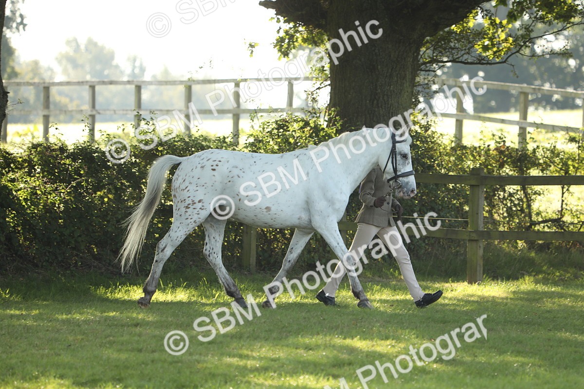 SBM_60830 - S43 - Coloured Pony In Hand
