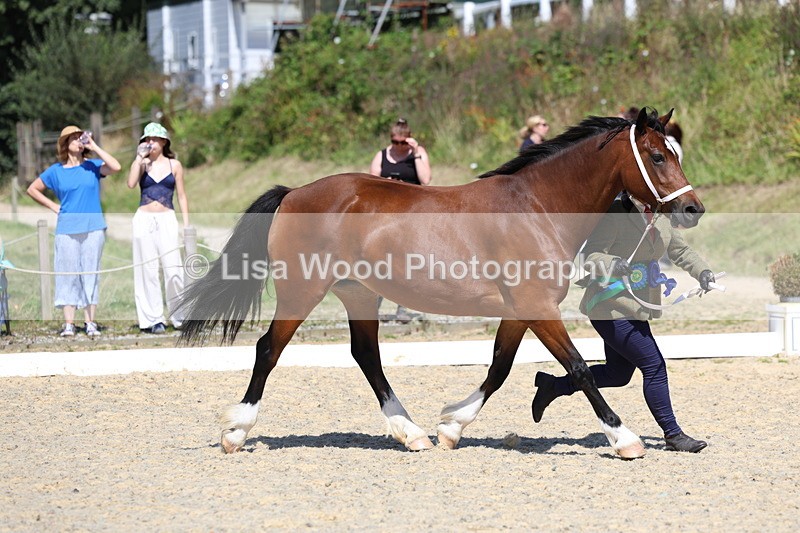 3E7A9829 - In Hand Championship