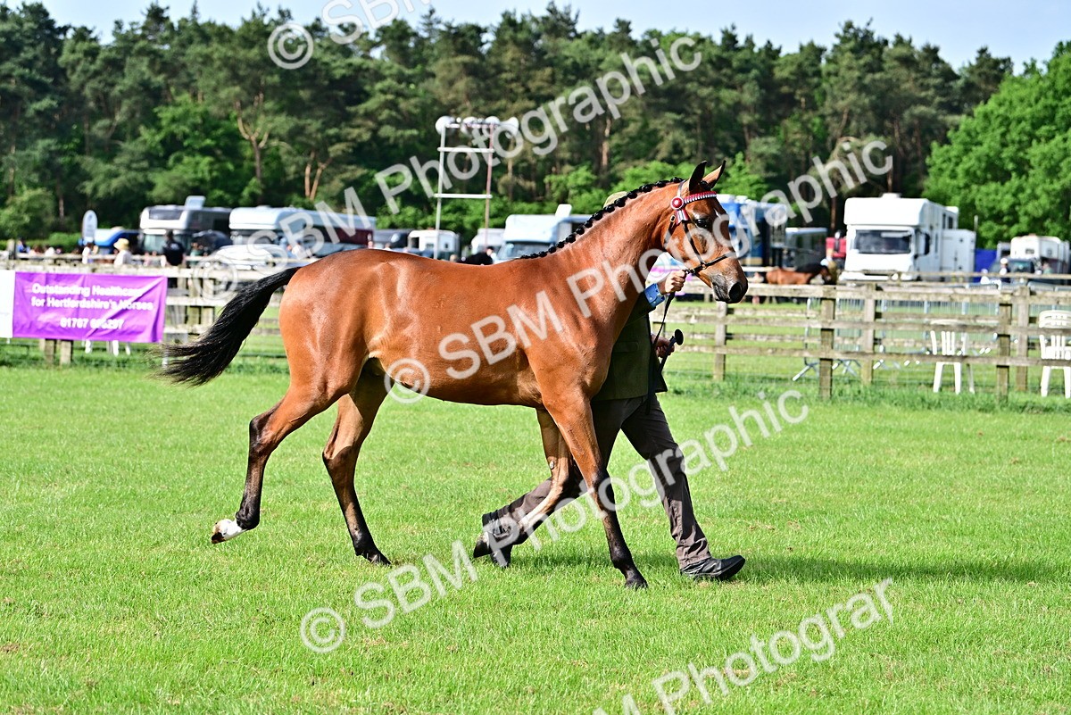 SBM_00097 - Class 46-49 - Arab and Part Bed-Anglo Arab In Hand