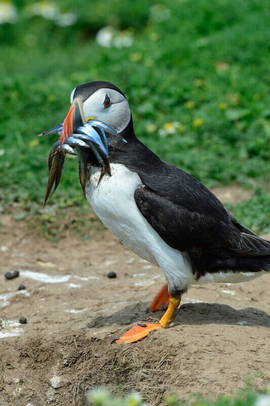 Puffin with Sand Eels - Puffins