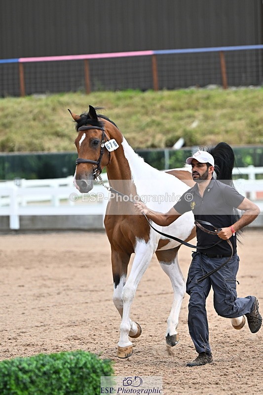 240718A-105308-01605 - Trot Up 1pm to 2pm