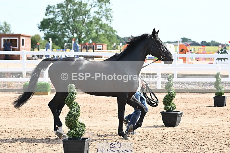 240717A-155031-03096 - Trot Up 3pm to 4pm