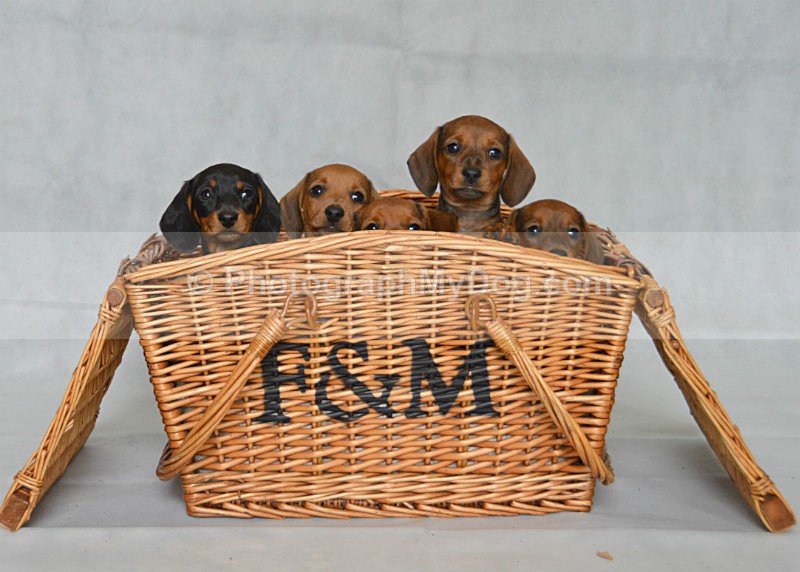  - Dachshunds