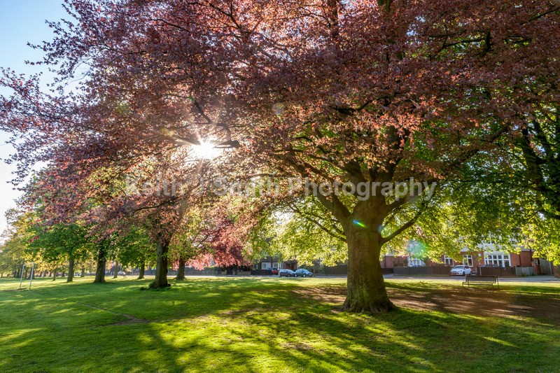 8SKJ6830 - Trees in Abington Park