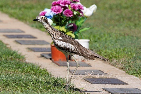  - Australian Birds