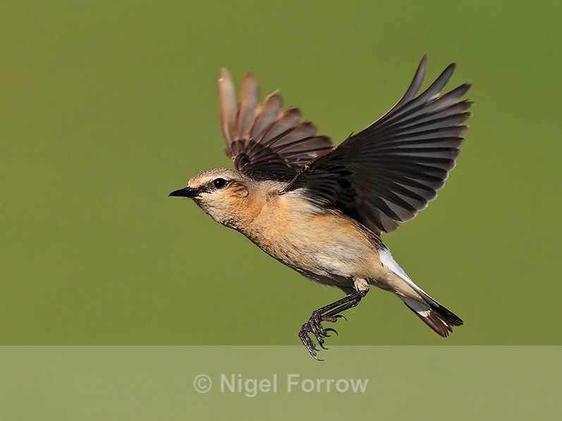 Wheatear (female) hovering near Ardnave Loch on Islay - Wheatear