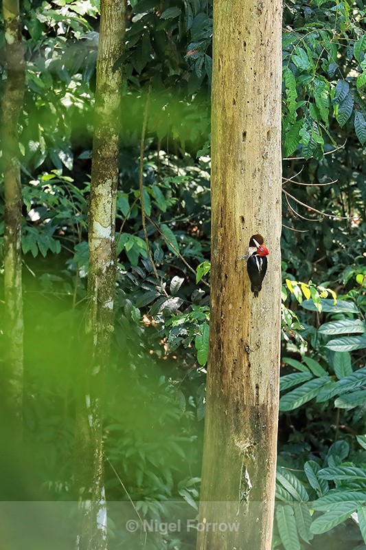 Pale-billed Woodpecker (male) at nest hole, Osa Peninsula, Costa Rica - Pale-billed Woodpecker