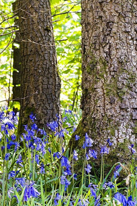 Tree - 8825 - Trees