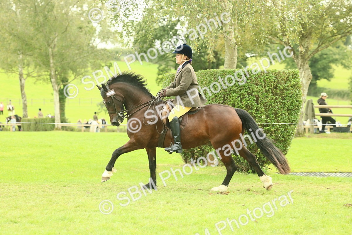 SBM_71999 - S60 - Mountain & Moorland Ridden Large Breeds