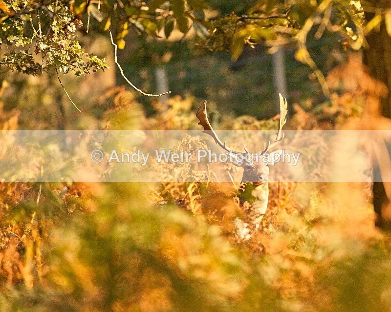 20111022-_MG_6767 - Fallow Deer