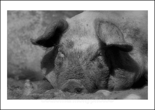 Suffolk Pig - Captured Wild life/Domestic/ livestock Animals