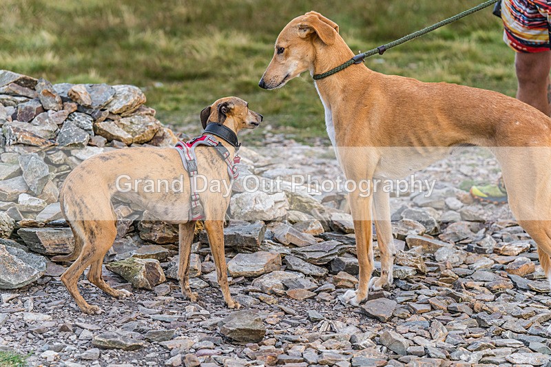 Fellside-467 - Fellside Fell race Wednesday 22nd July 2026