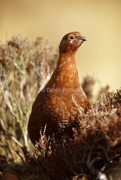Red Grouse (2) - Birds