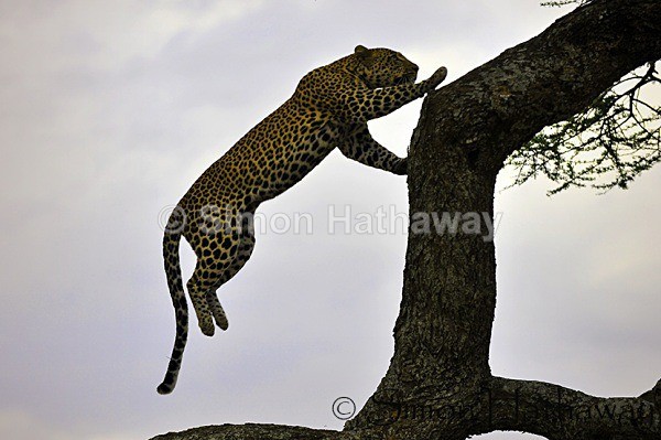  - Tanzania