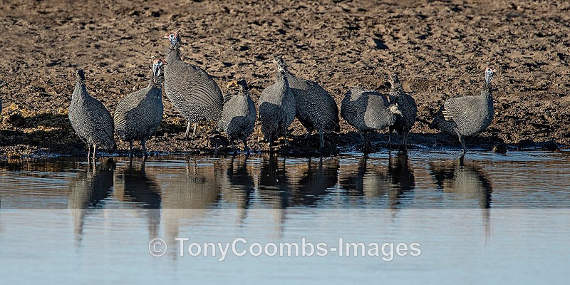 Helmeted Guineafowl - Etosha National Park ~ Birds