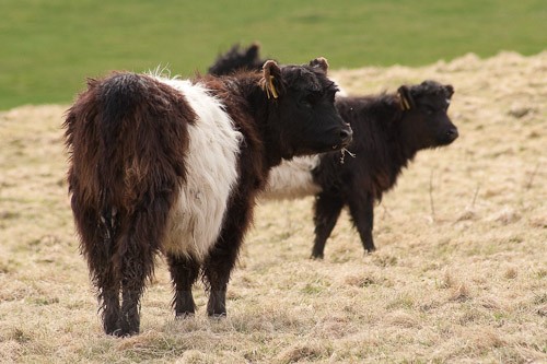 12 - Belted Galloway Cattle