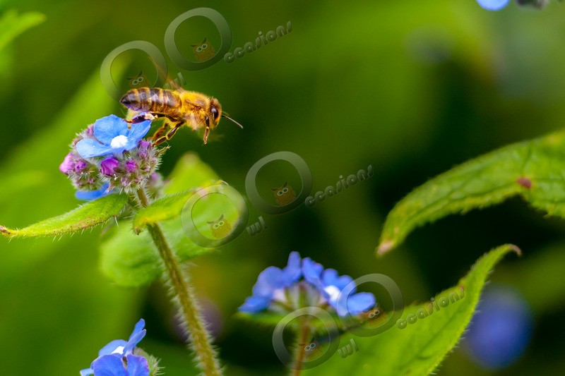 honey bee Apis mellifera-4958 - Insects from around the world