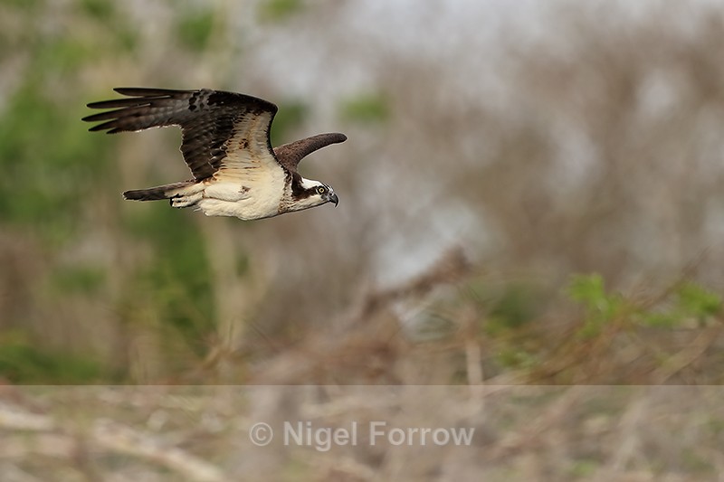 Osprey in flight against forest background, Blue Cypress Lake, Florida - Osprey
