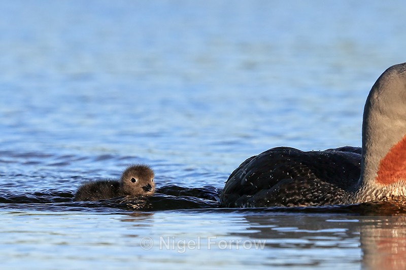 Chick follows Red-throated Diver adult, Floi, Iceland - Red-throated Diver