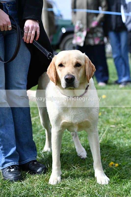 WJ5_9788 - Class 3 Most Handsome Dog