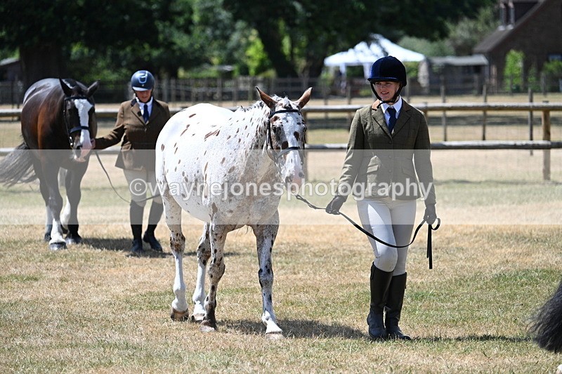 WJ7_2439 - Class 5a Most Handsome Gelding in hand (above 14.2hh)