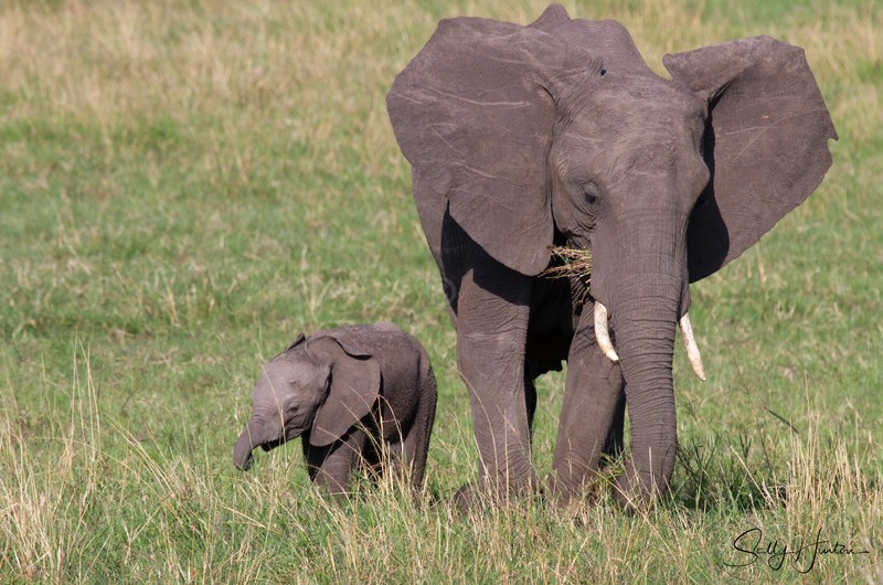 Masai Mara Elephants 11