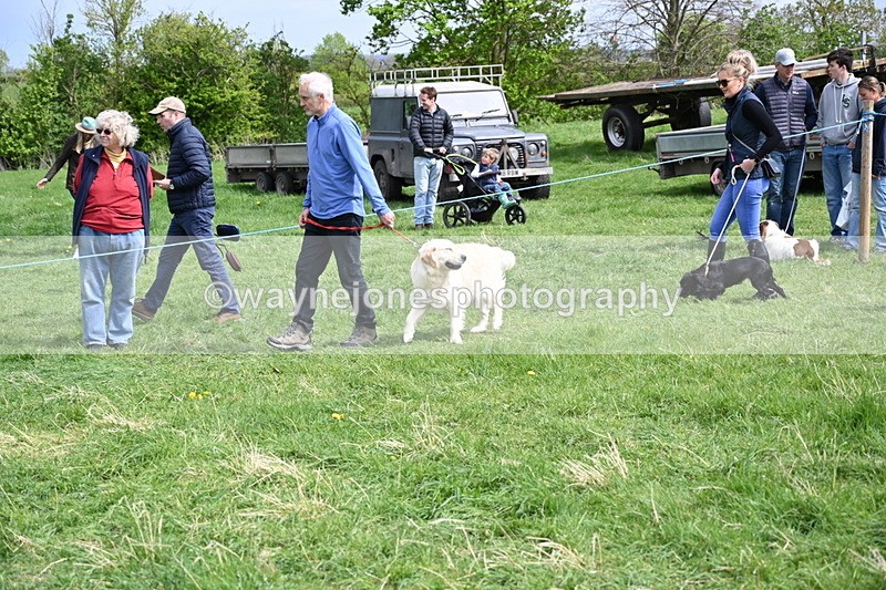 WJ6_8874 - Class 8 Best Working / Gun Dog or Bitch