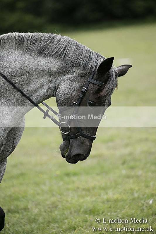 BVR080918 335 - BVRC Novice Dressage & CR 08/09/18